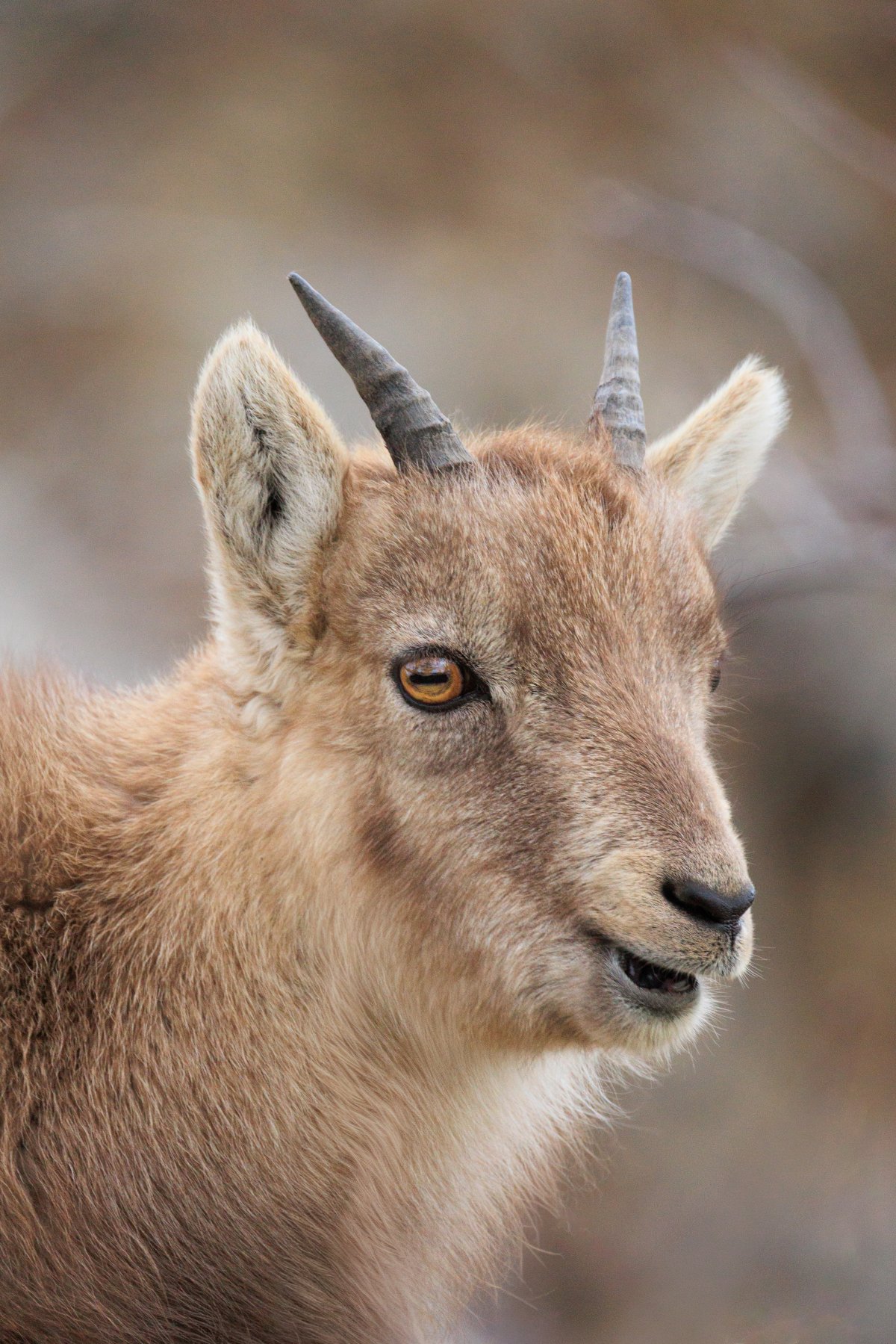 Steinbock in der Romandie