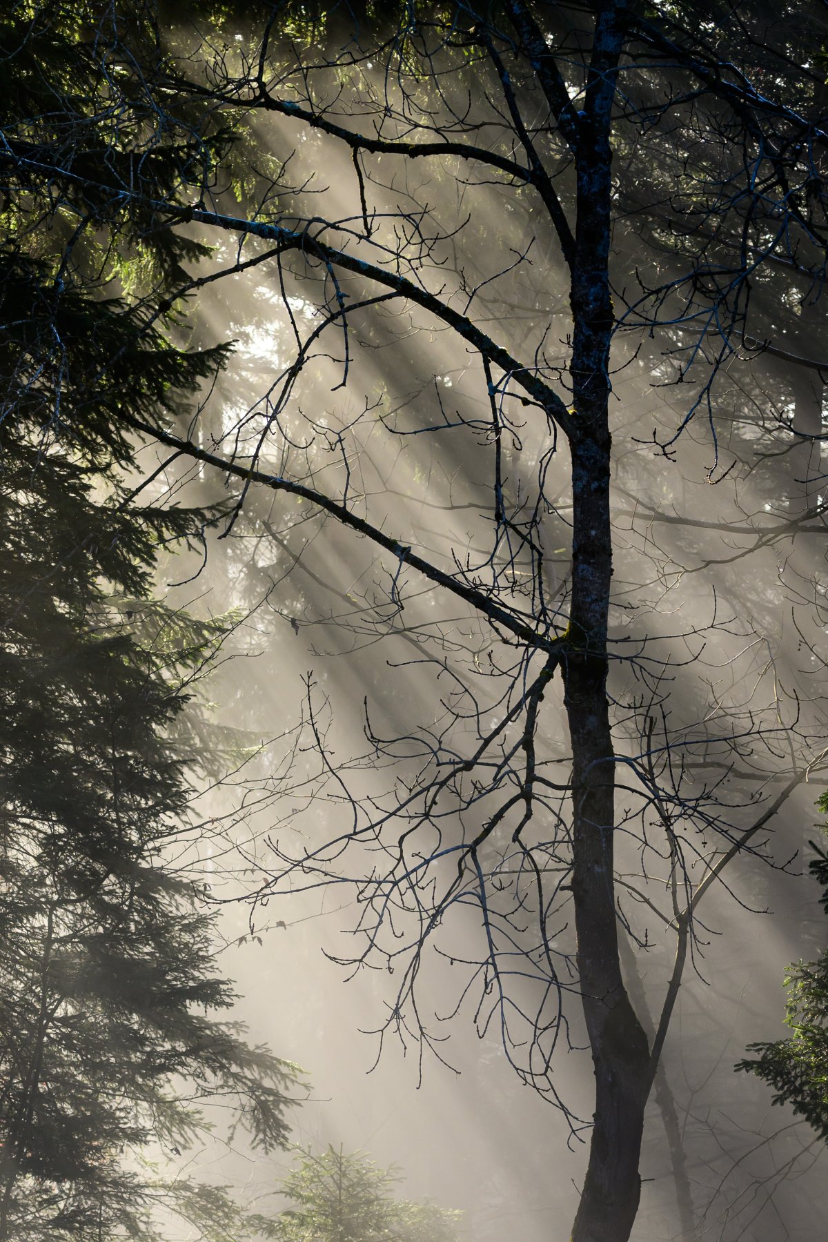 Nebelstimmung im Wald