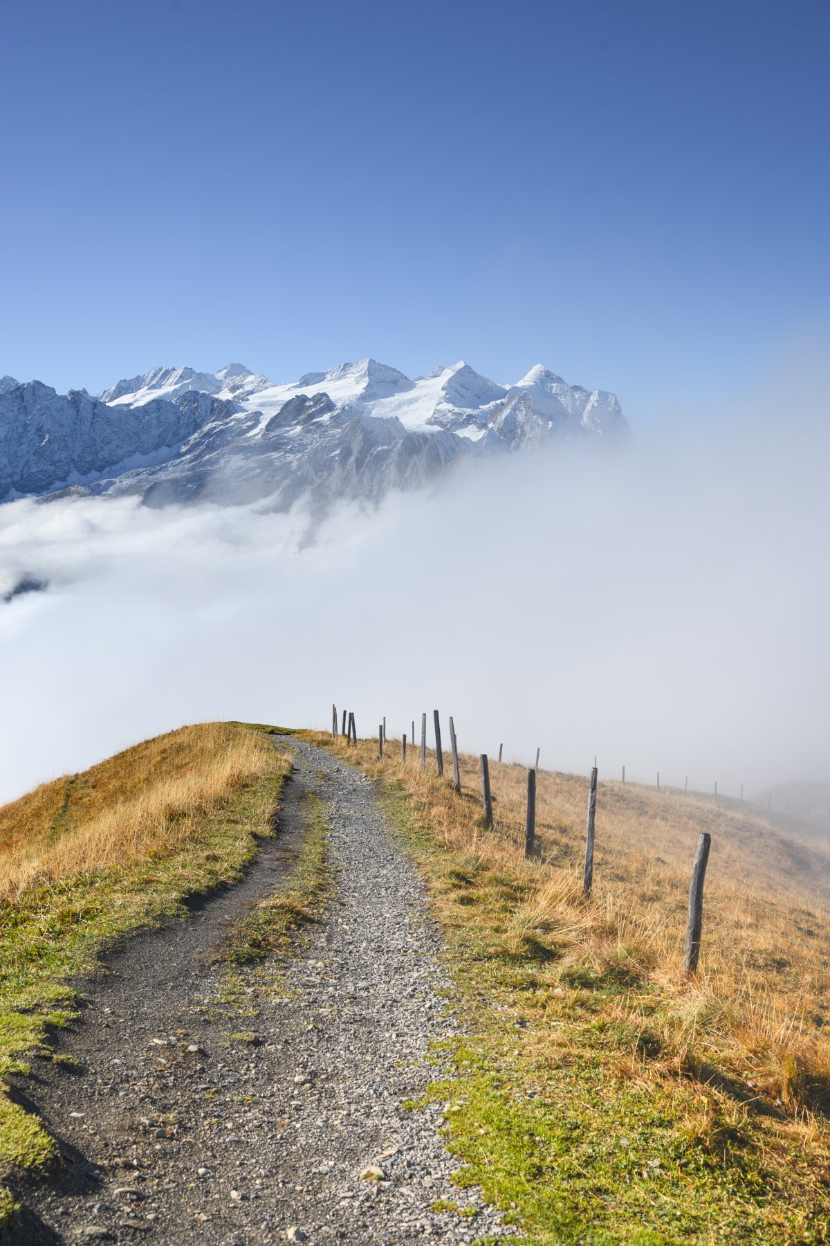Aussicht auf die Berner Alpen von Planplatten / Hasliberg