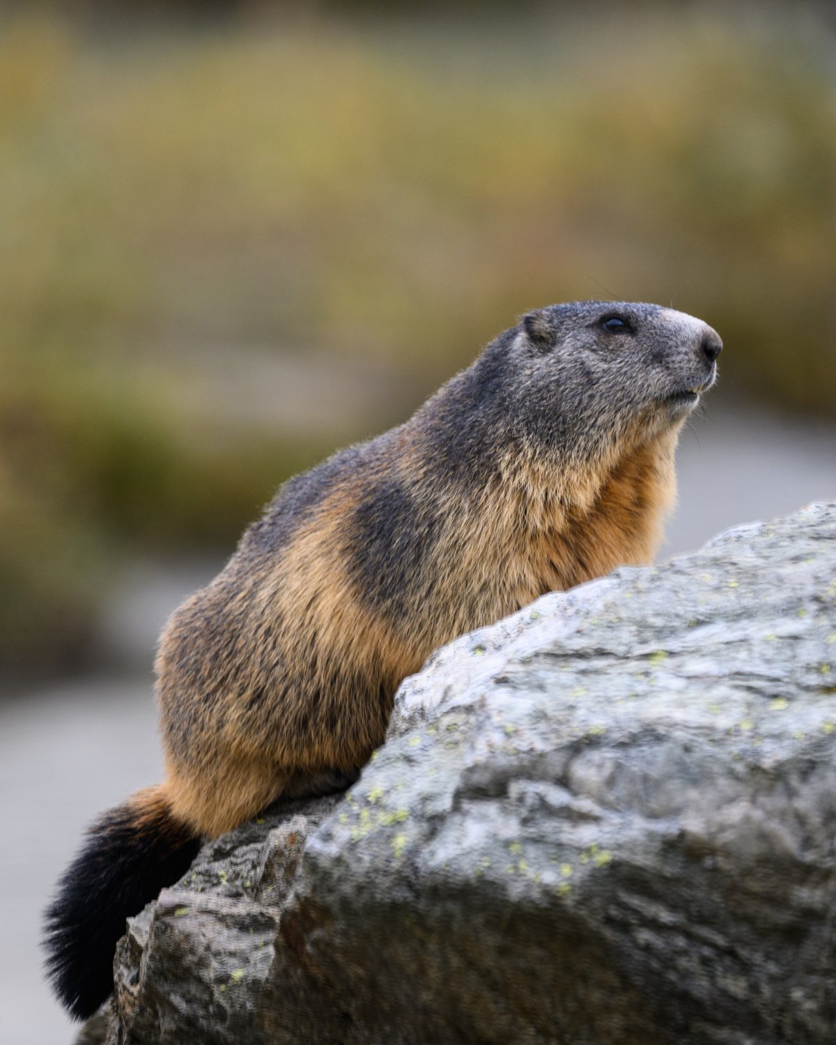 Tierische Entdeckung beim Steingletscher